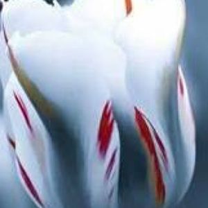 Meet your Posher, Ayan